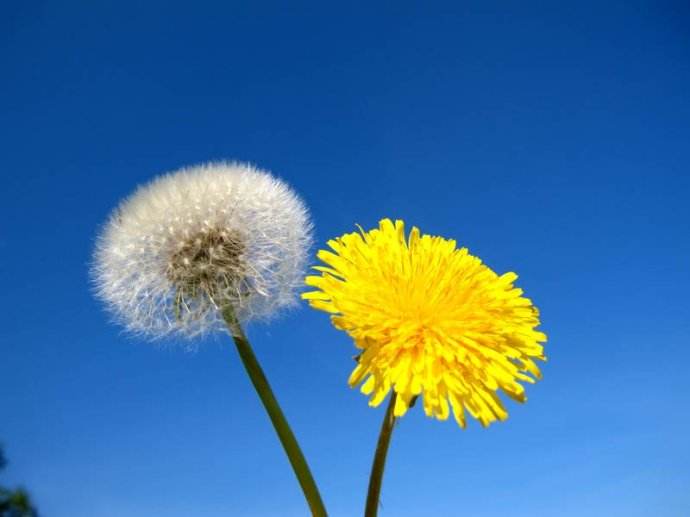 WordPress教程：给你的网站加个蒲公英特效-夜雨聆风